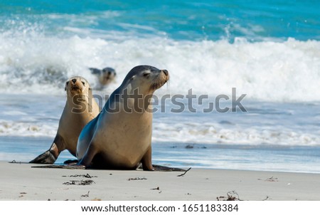 Seal Bay, Kangaroo Island, South Australia, Australia.