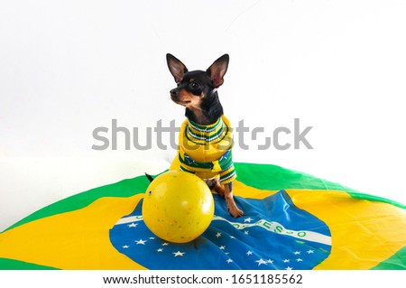 Pinscher dog, wearing a Brazilian national jersey. On a green, yellow, blue flag. Yellow ball, Brazilian flag. White background. Royalty-Free Stock Photo #1651185562
