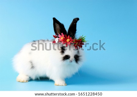 Happy cute white with black spot fluffy bunny rabbit wearing daisy flower crown on blue background. celebrate Easter holiday and spring coming concept.