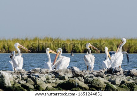 White pelicans sitting atop rip rap on Pelican Island in Barataria Bay and the Gulf of Mexico, Louisiana Royalty-Free Stock Photo #1651244851