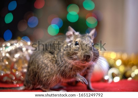 Chilean squirrel degu on festive bokeh background