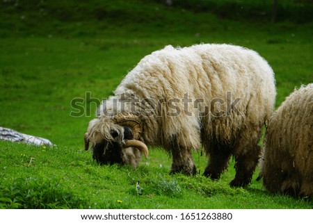 a flock of Valais swan noses sheep grazing in a meadow a beautiful kind of sheep