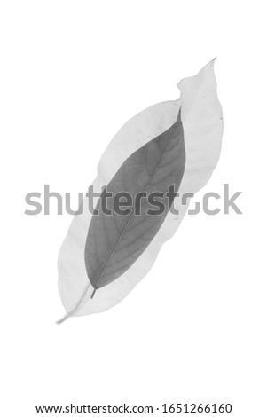 Photograph of a black and white tropical leaf on a white background