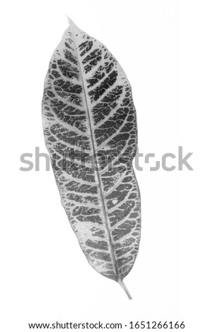 Photograph of a black and white tropical leaf on a white background