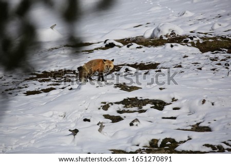 A red fox in Yellowstone National Park in the winter