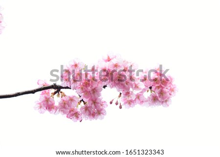 Cherry blossoms with white background 