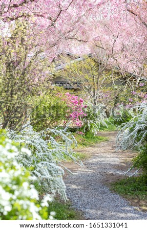 Cherry Blossom Trees at Haradanien, Kyoto, Japan.