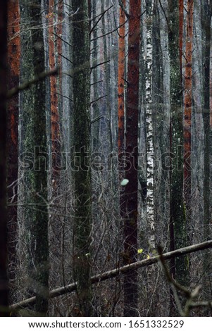 Mossy tree trunks close-up. Dark forest scene. Rainy autumn day. Latvia