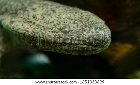 Japanese giant salamander in aquarium ,close up