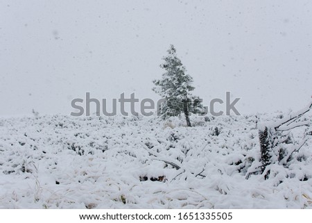 An evergreen tree covered in a heavy fall of snow in Yellowstone National Park, Wyoming.