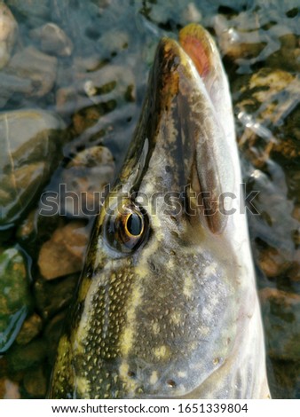Pike Fisch on the border of a river