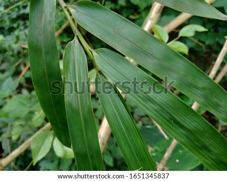 close up green bamboo leaves in the nature. Bamboos are evergreen perennial flowering plants in the subfamily Bambusoideae of the grass family Poaceae.