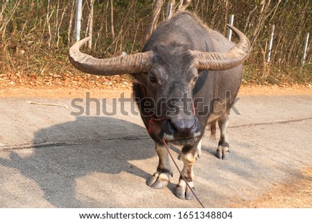 Thai buffalo or swamp buffalo has a large body Hardy black body In the picture is a male buffalo. Current state of extinction 