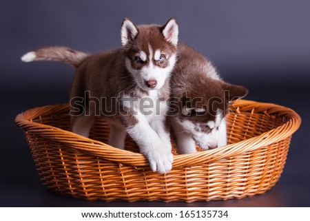 Husky dog puppy one month old in a basket over black background