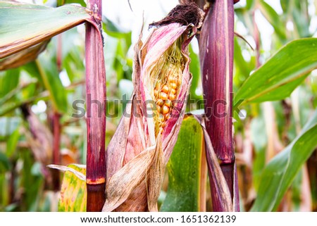 Corn on the stalk , the field of the growing corn