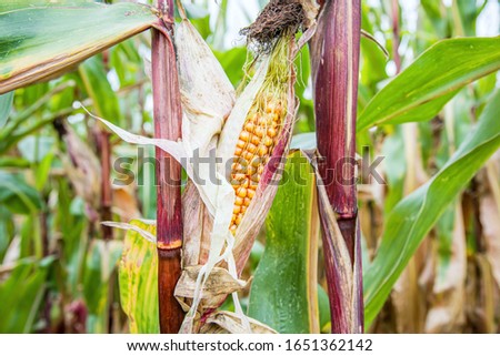 Corn on the stalk , the field of the growing corn