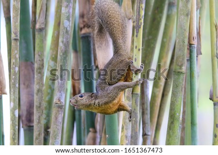 wild squirrels close up, Squirrel portrait, common Asia squirrel, shot at  Singapore , Feb,21 2020