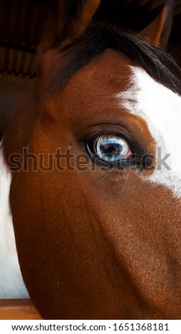 Horses with clear, blue eyes. At the sunset. confined cattle, cows. Animal nutrition and production. Calf feeding.