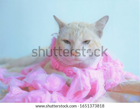 funny cat,pink cloth with cat