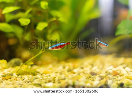 A selective focus shot of small fishes swimming in the aquarium