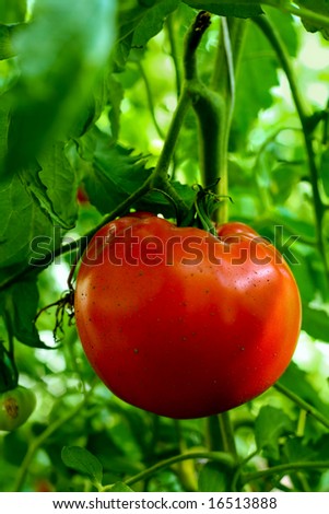 An image of red tomato close up in greenhouses