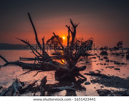 Colors of sunset seen through the branches of a tree on the Chidia Tapu beach in the Andamans, India