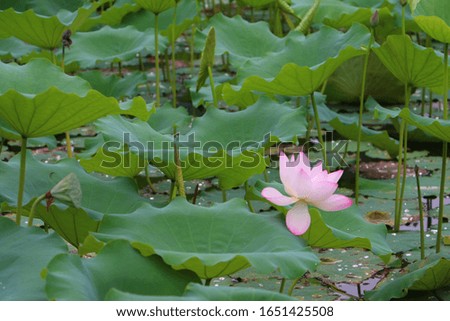 Lotus flowers blooming in a park pond