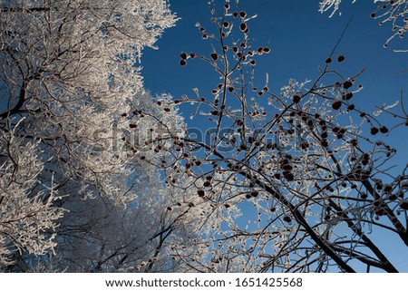 
Winter nature sunset tree silhouette. Winter sunset tree snow patterns. Dense fog over the river in winter. Sunrise in the thick winter fog. landscape Trees with snow in a park. Sunset sunrise.
