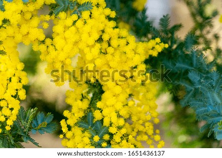 Flowers of acacia in the park, Japan.