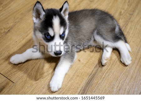 Siberian Husky Puppy Large Dog