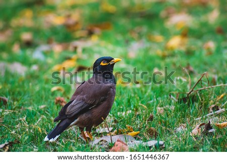A close up picture of common Indian Myna bird sitting on green grass in the morning