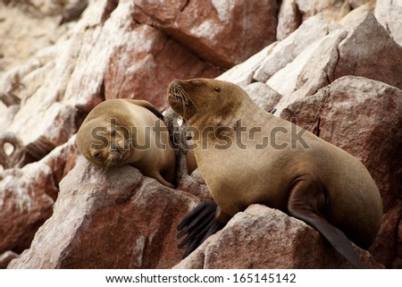 South American Sea lions relaxing on the red rocks of the Ballestas Islands in the Paracas National park. Peru. 