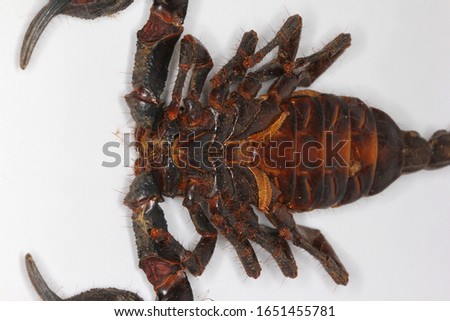 Giant forest scorpion carcass (Heterometrus sp., Scorpionidae) on bright background.