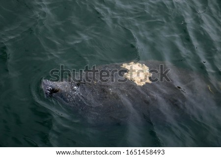 A manatee swimming off the coast of Apollo Beach, Florida