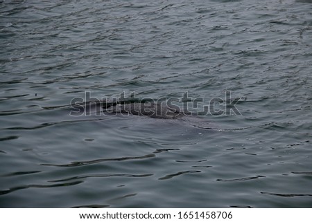 A manatee swimming off the coast of Apollo Beach, Florida