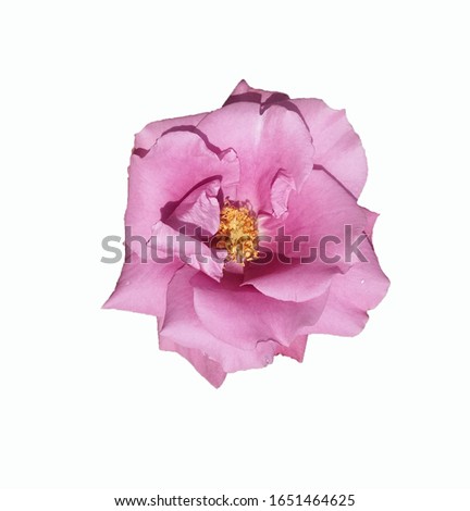 Beautiful Flower with white background