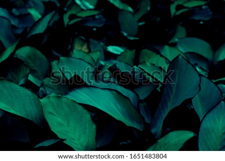 Tropical leaves, texture, dark green leaves, beautiful, abstract, nature background for wallpaper