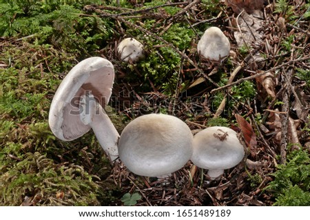 Wood Mushroom (Agaricus silvicola), Untergroeningen, Baden-Wuerttemberg, Germany, Europe Royalty-Free Stock Photo #1651489189