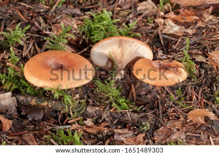Wild mushroom (Lepista inversa), Untergroeningen, Baden-Wuerttemberg, Germany, Europe Royalty-Free Stock Photo #1651489303
