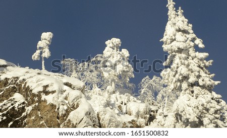 dense winter forest in the mountains winter fairy tale