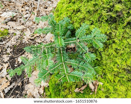 Young small pine tree growing on moss
