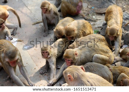 Survival for the fittest - the monkeys contesting for food in the jungles of Chitrakoot, Madhya Pradesh, India