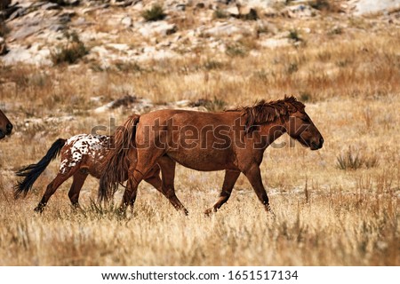 Mongolian horse in Mongolian steppe. Symbol of nomadic life. 