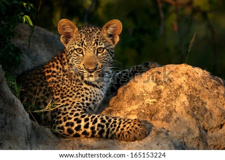 Leopard Cub on Termite Mound Royalty-Free Stock Photo #165153224