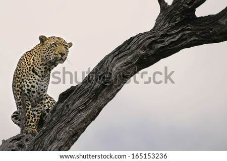 Leopard in Lead Wood Tree Royalty-Free Stock Photo #165153236