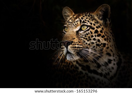 Leopard on Black Background Royalty-Free Stock Photo #165153296