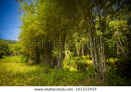 Bamboo forest  near road in asia