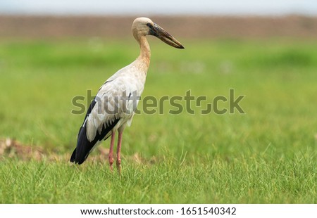 A beautiful shot of Open-billed Stork bird standing in the field