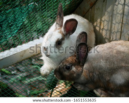 White and brown rabbits in a cage