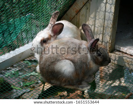 White and brown rabbits in a cage